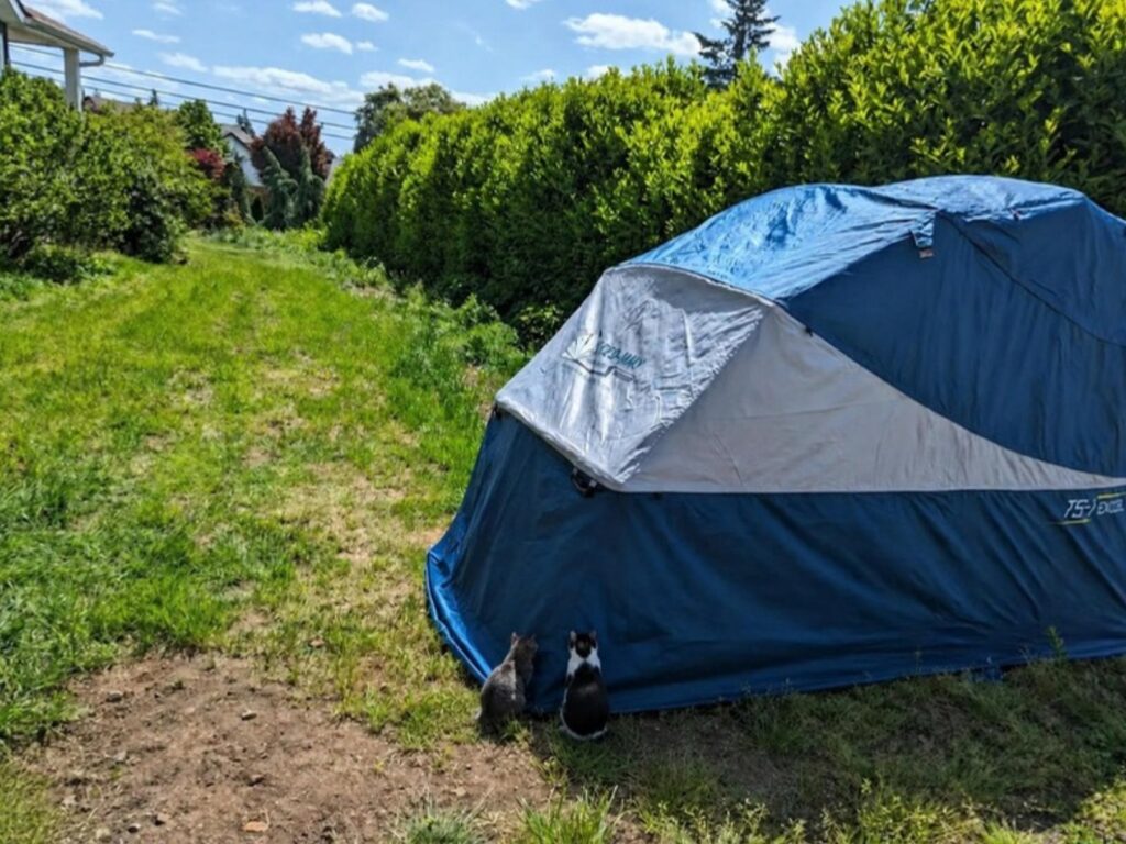 Two cats sitting on the grass behind a closed Speedway motorcycle shelter, staring at it