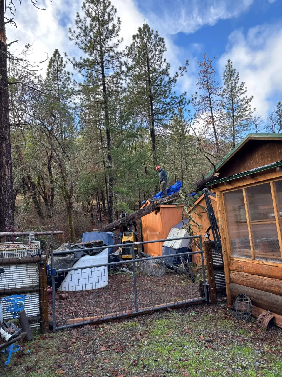 Fallen tree across a backyard shed and a Speedway Shelter after a storm